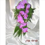 כלה עדן 39